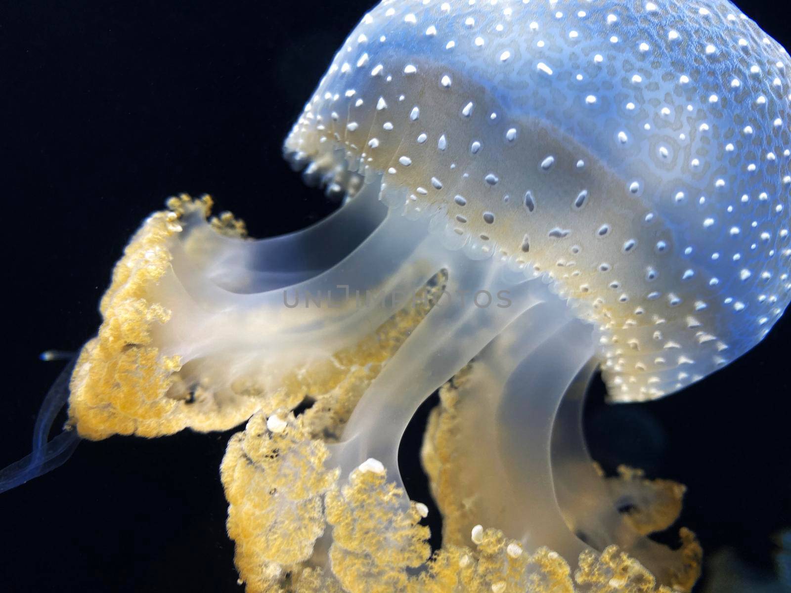 Dancing Phyllorhiza punctata jellyfish in the water. also known as the floating bell, Australian spotted jellyfish, brown jellyfish or the white-spotted jellyfish. It is native to the western Pacific. by Kyrylov