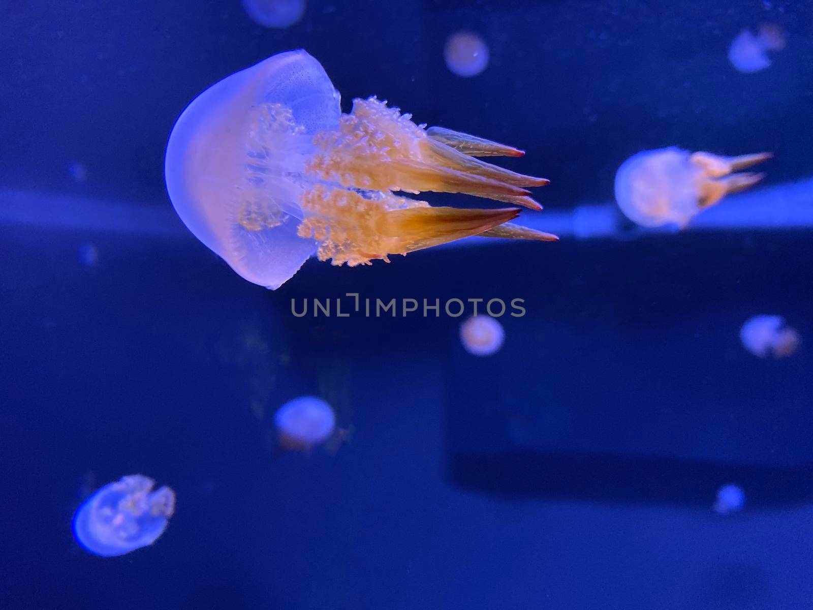 Dancing jellyfish in the water. also known as the floating bell, Australian jellyfish, brown jellyfish or the white-spotted jellyfish. It is native to the western Pacific. by Kyrylov