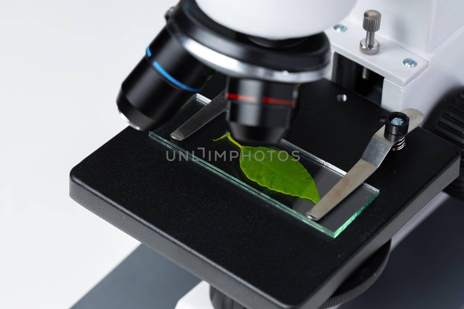 Close up of a plant leaf on a glass test slide in a microscope. Biotechnology concept