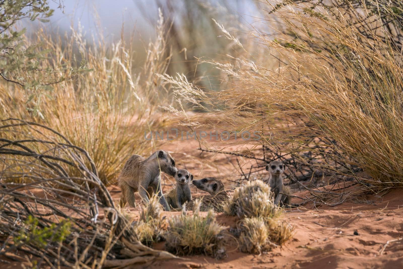 Meerkat famliy group bonding and playing in Kgalagadi transfrontier park, South Africa; specie Suricata suricatta family of Herpestidae
