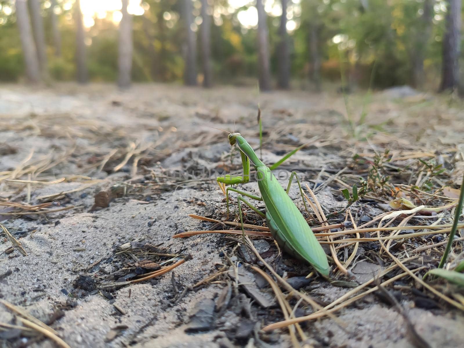 Macro of female european mantis or praying mantis, mantis religiosa. Green praying mantis, close up, selective focus