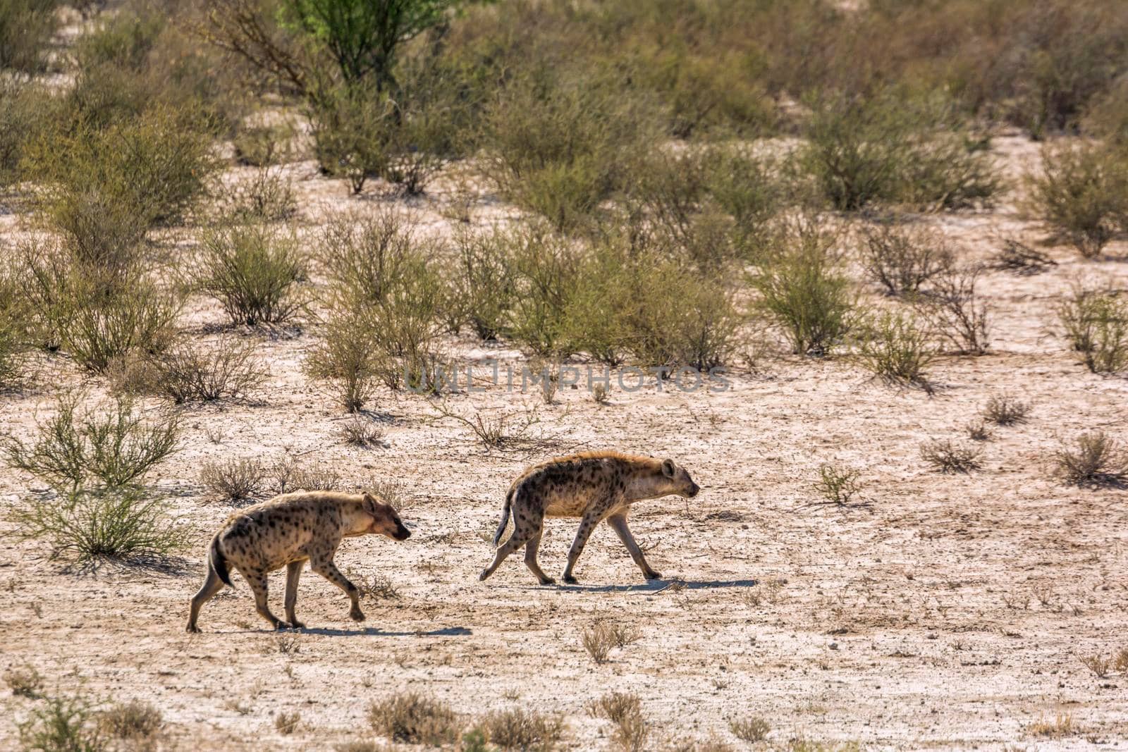 Two Spotted hyaena walking in desert area in Kgalagadi transfrontier park, South Africa; Specie Crocuta crocuta family of Hyaenidae