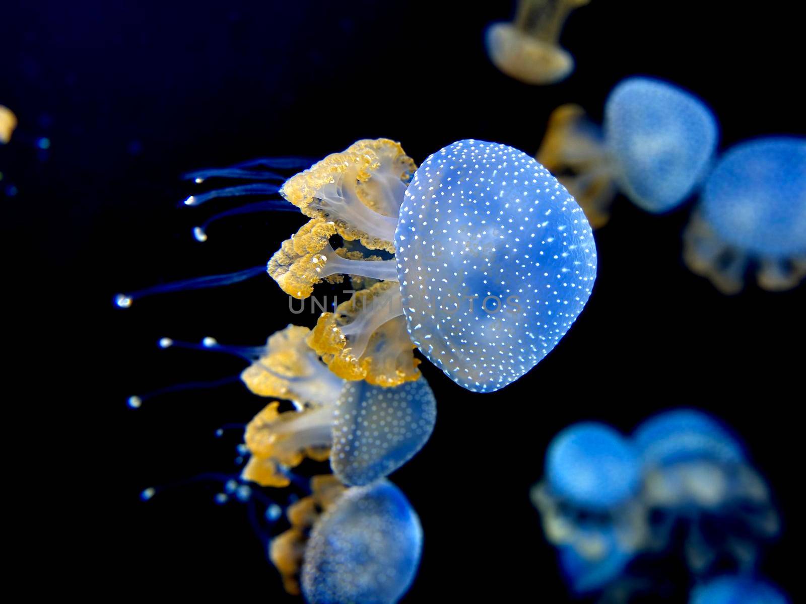 Dancing Phyllorhiza punctata jellyfish in the water. also known as the floating bell, Australian spotted jellyfish, brown jellyfish or the white-spotted jellyfish.