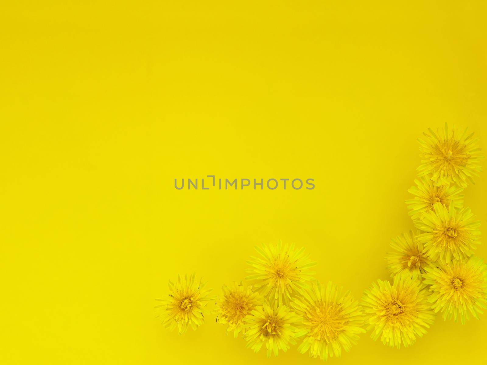 Background of flowers, yellow dandelions heads. dandelions on yellow