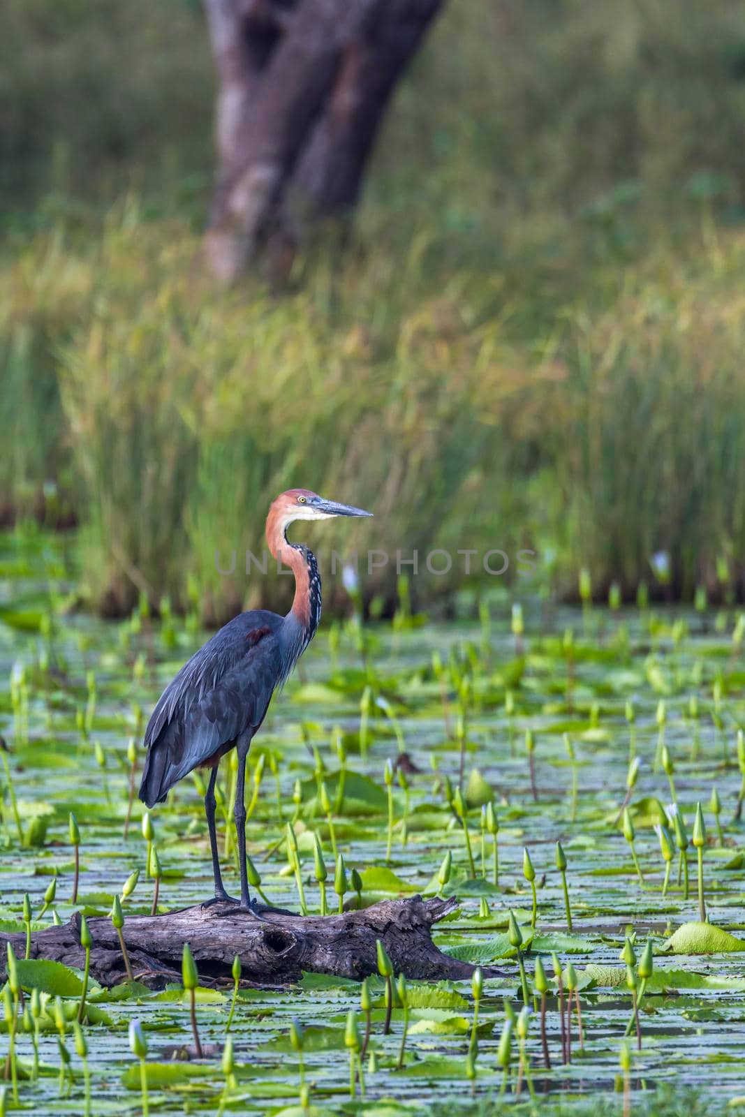 Goliath heron in Mapunbugwe National park, South Africa by PACOCOMO