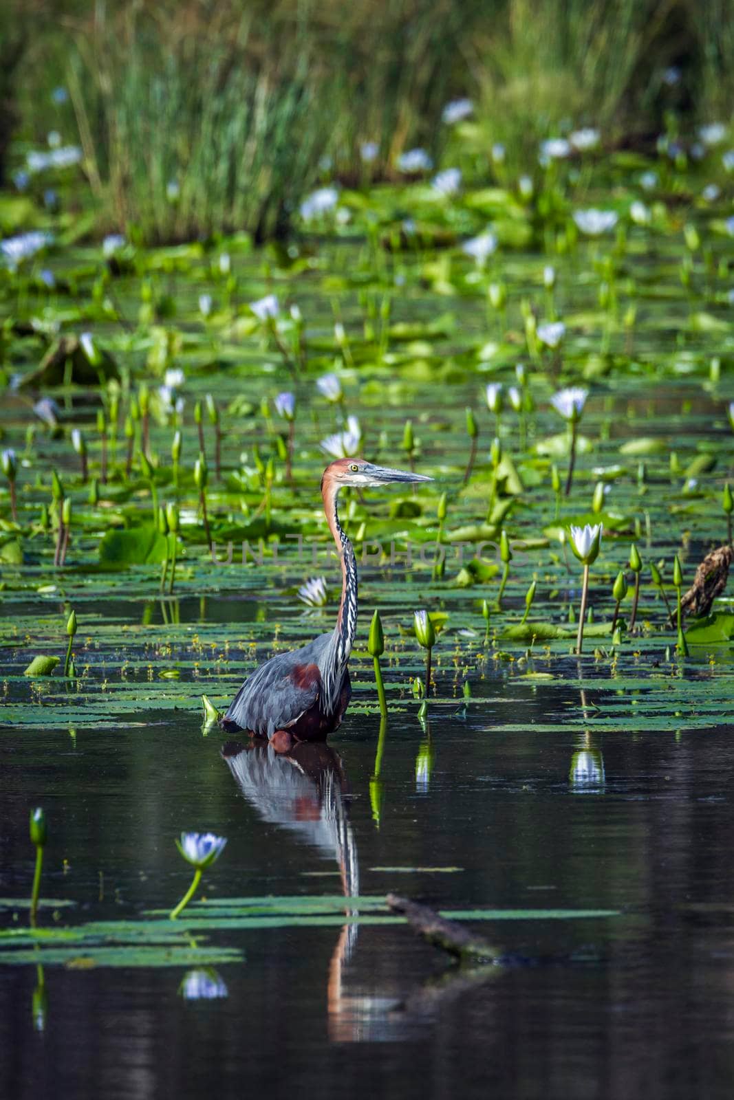 Goliath heron in Mapunbugwe National park, South Africa by PACOCOMO