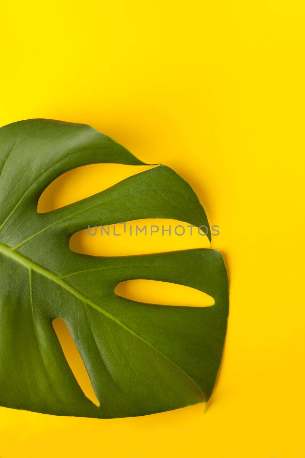 Large green monstera leaf on a yellow paper. Palette of green and tropical leaves monstera in the style fine art. yellow background.