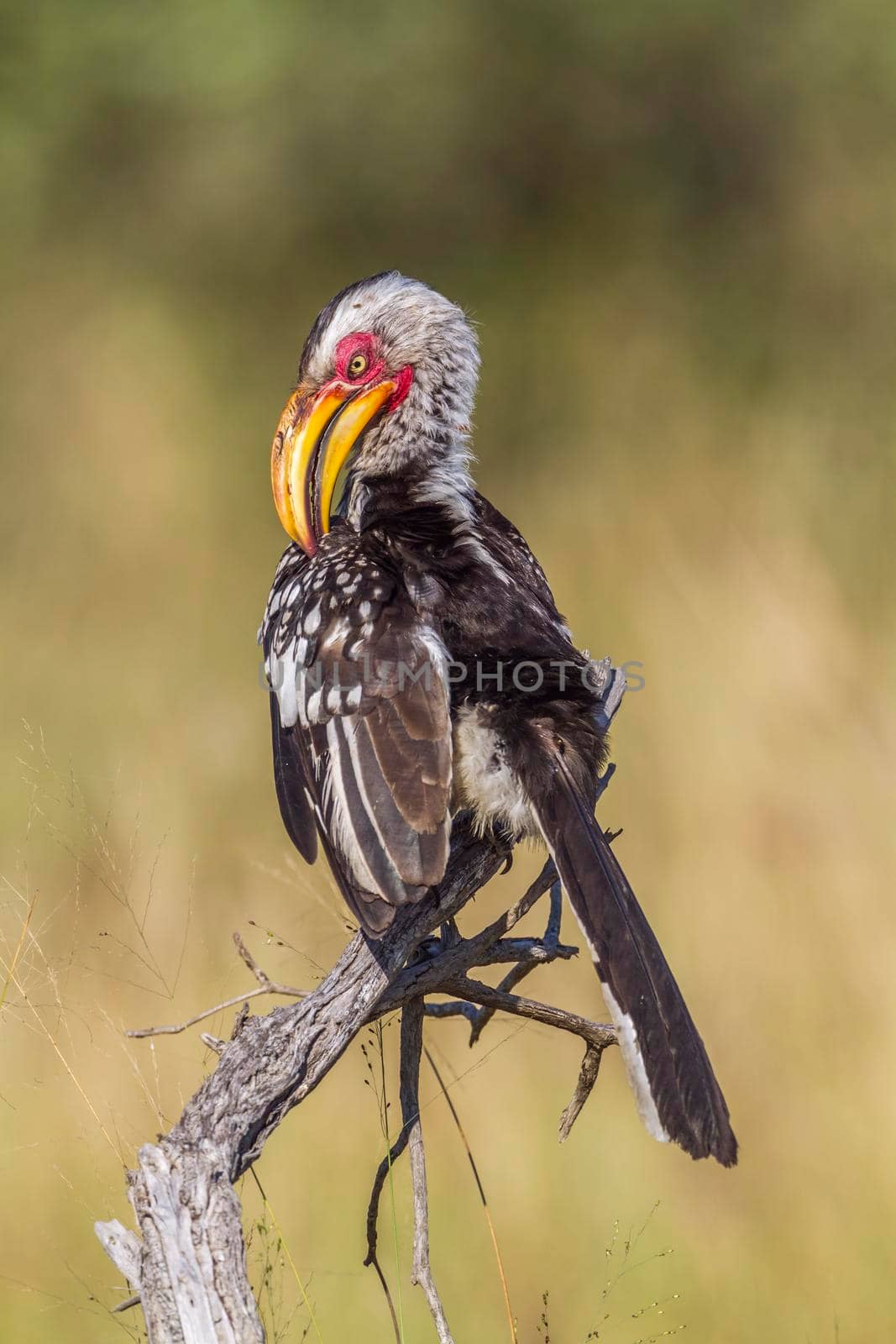 Southern yellow billed hornbill in Kruger National park, South Africa by PACOCOMO