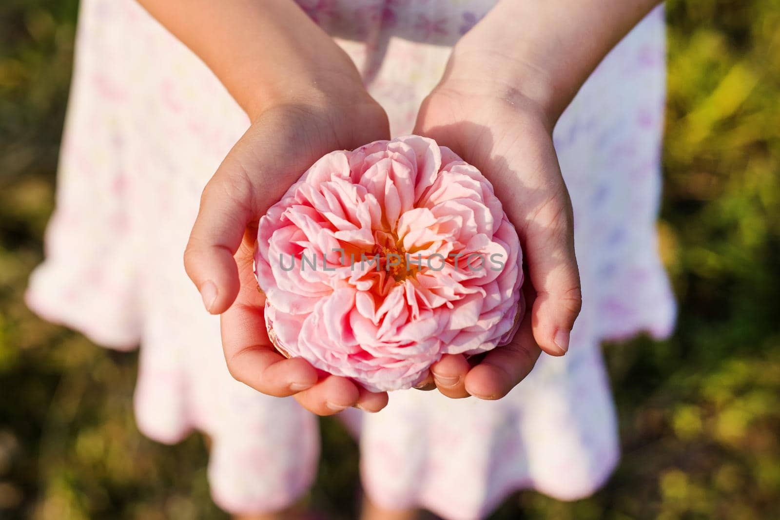 A small kid's hand holding a beautiful flower rose.