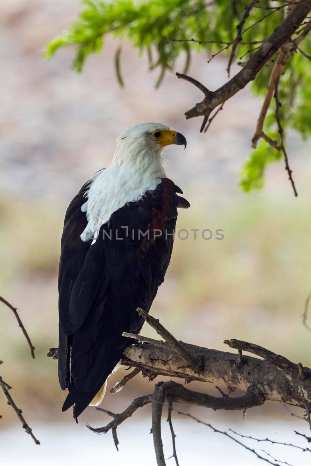 African fish eagle in Kruger National park, South Africa by PACOCOMO