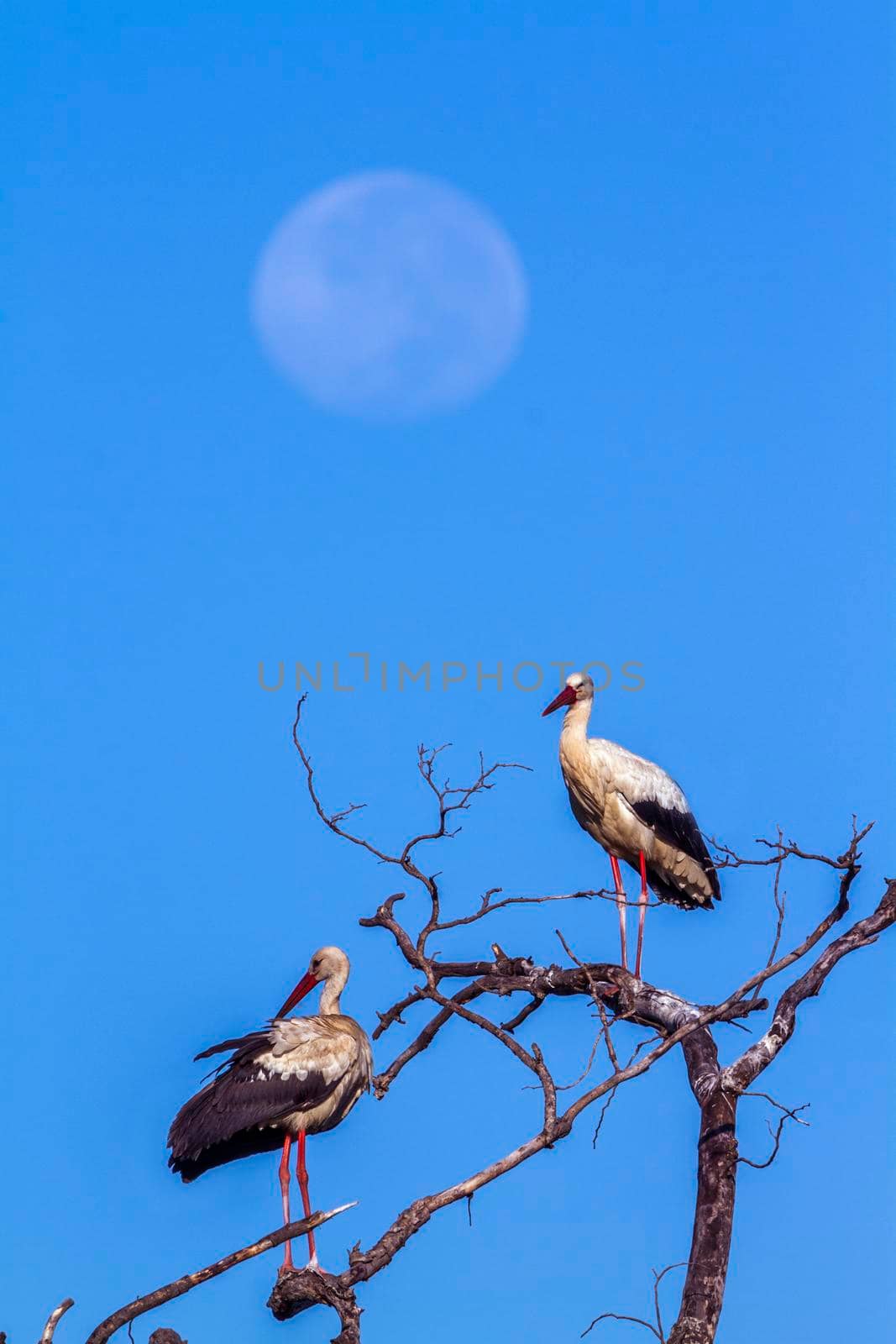 White Stork in Kruger National park, South Africa by PACOCOMO