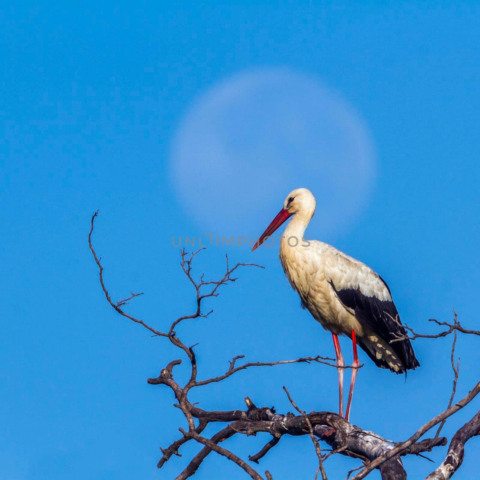 White Stork in Kruger National park, South Africa by PACOCOMO
