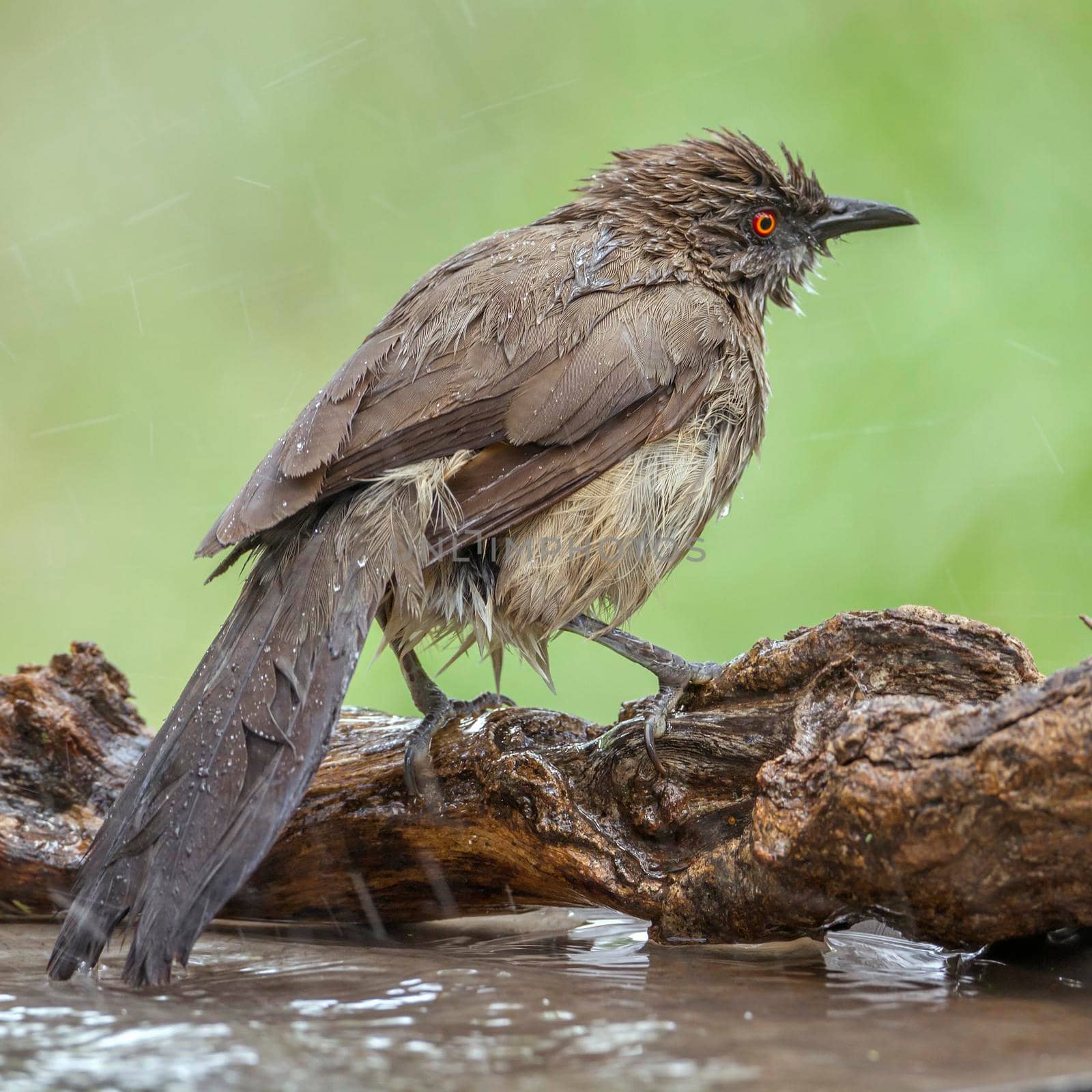 Arrow-marked Babbler in Mapungubwe National park, South Africa by PACOCOMO