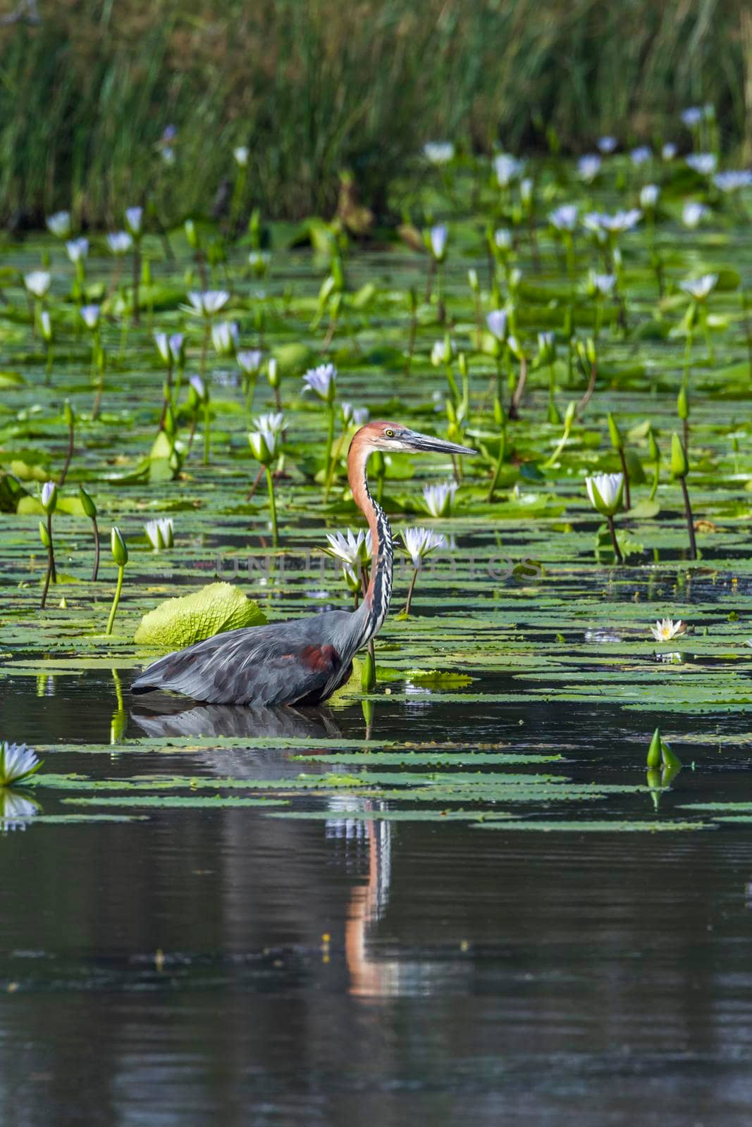 Goliath heron in Mapunbugwe National park, South Africa by PACOCOMO