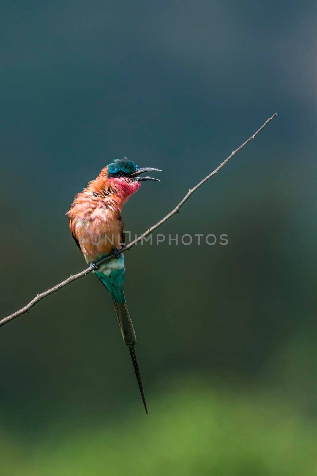 Southern Carmine Bee-eater in Kruger National park, South Africa by PACOCOMO