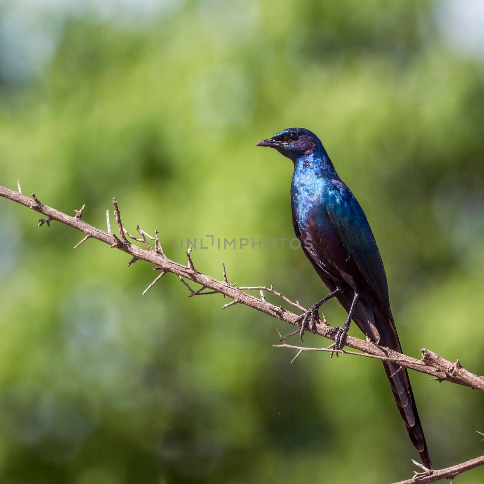 Meves's Glossy Starling in Mapungubwe National park, South Africa by PACOCOMO