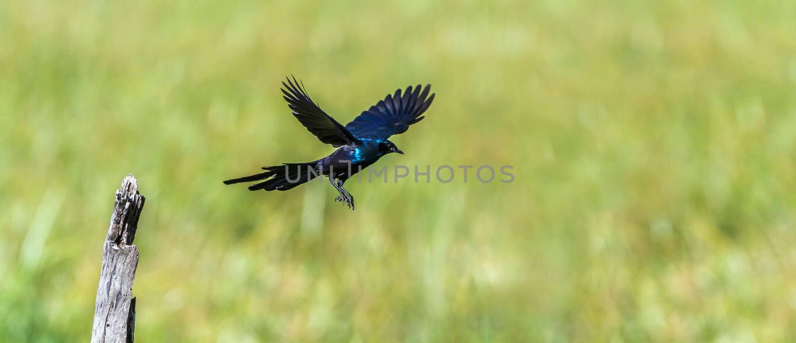 Specie Lamprotornis mevesii family of Sturnidae