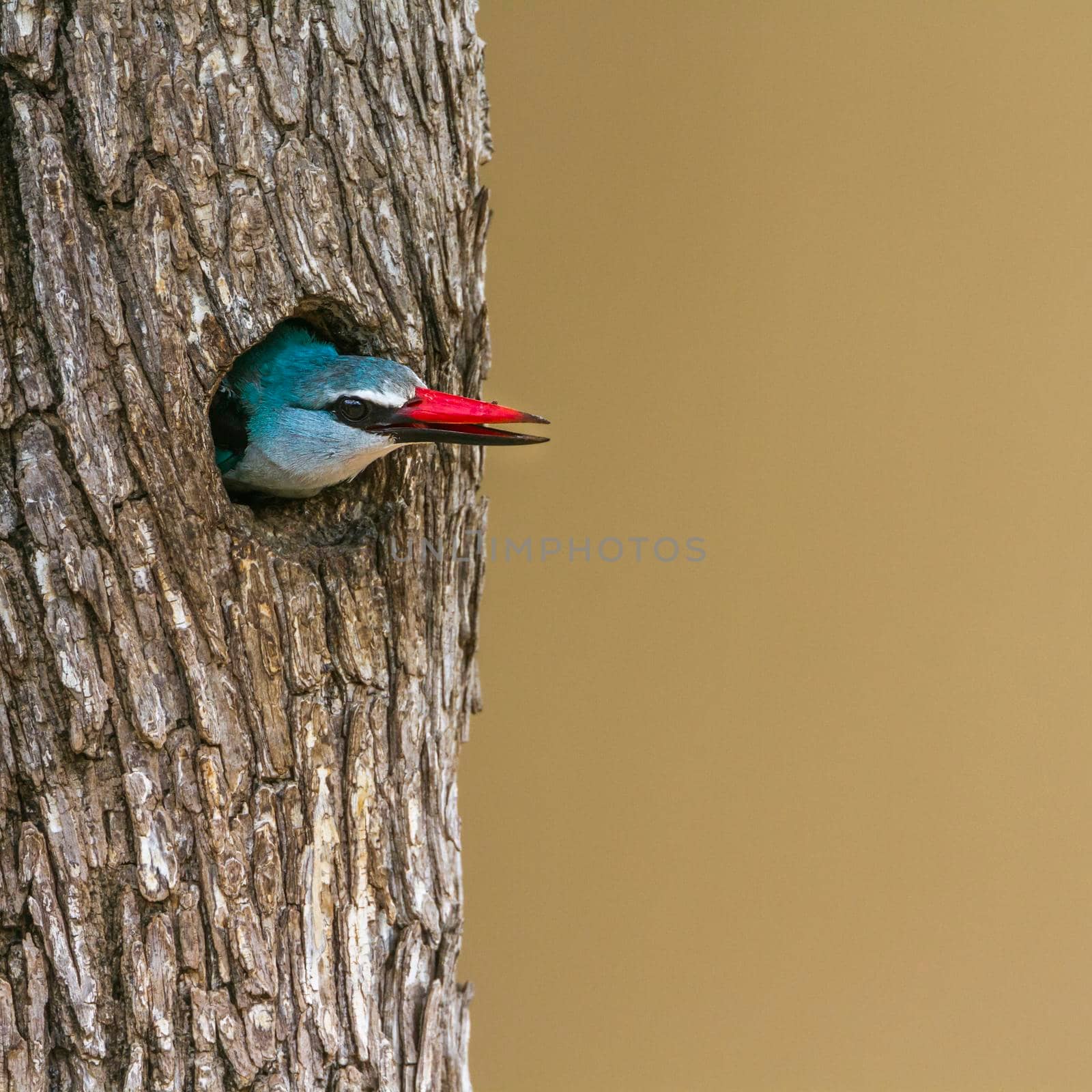 Woodland kingfisher in Kruger National park, South Africa by PACOCOMO