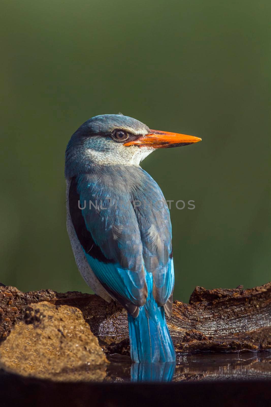 Specie Halcyon senegalensis family of Alcedinidae