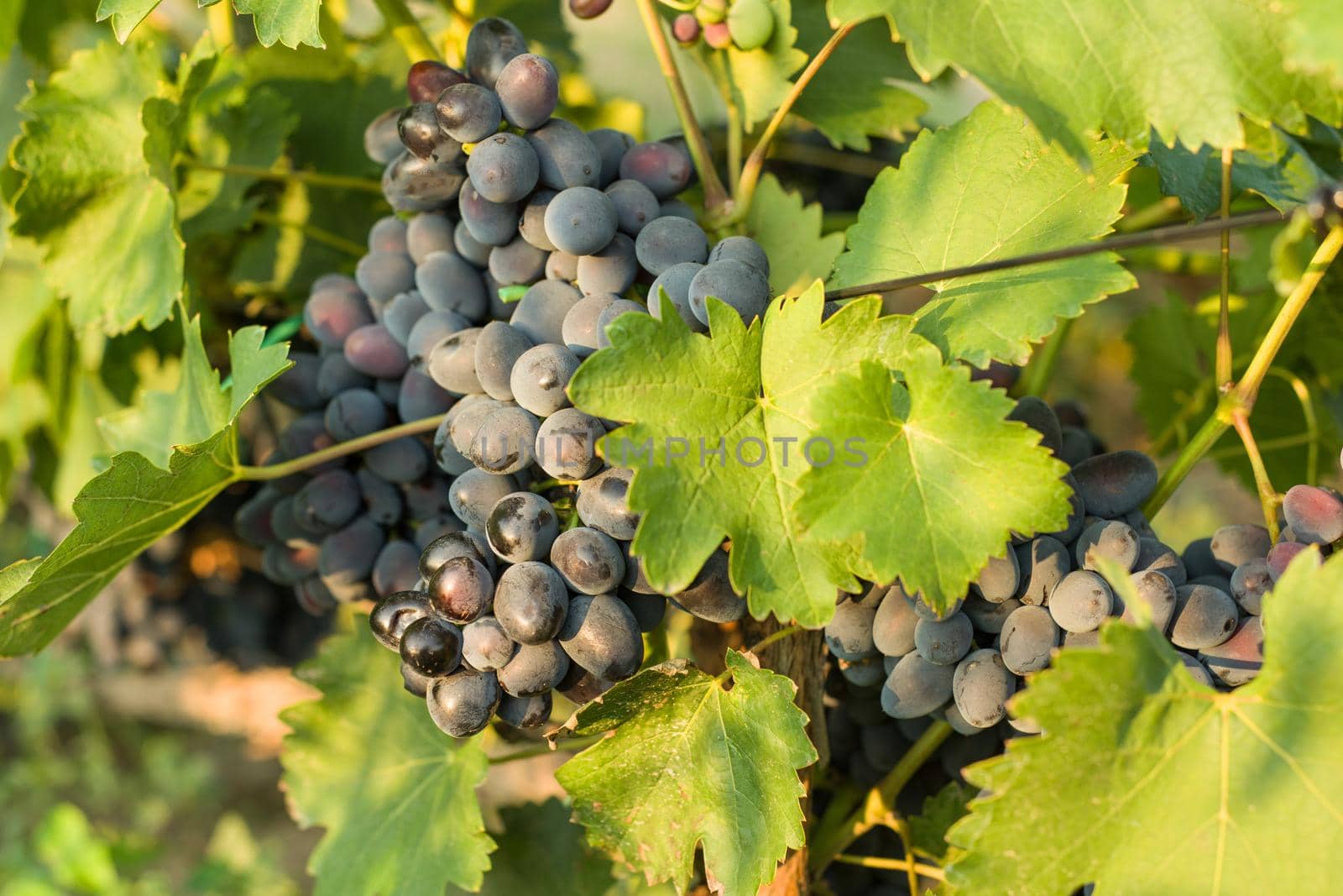 Bunches of blue grapes on a branch with green leaves on a sunny day