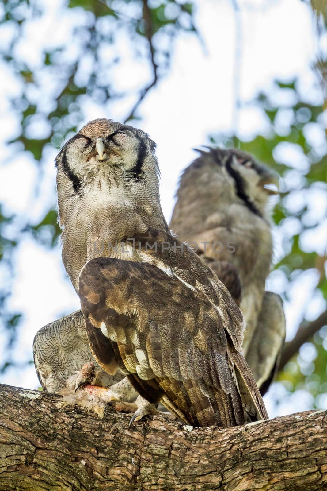 Verreaux's Eagle-Owl in Kruger National park, South Africa by PACOCOMO