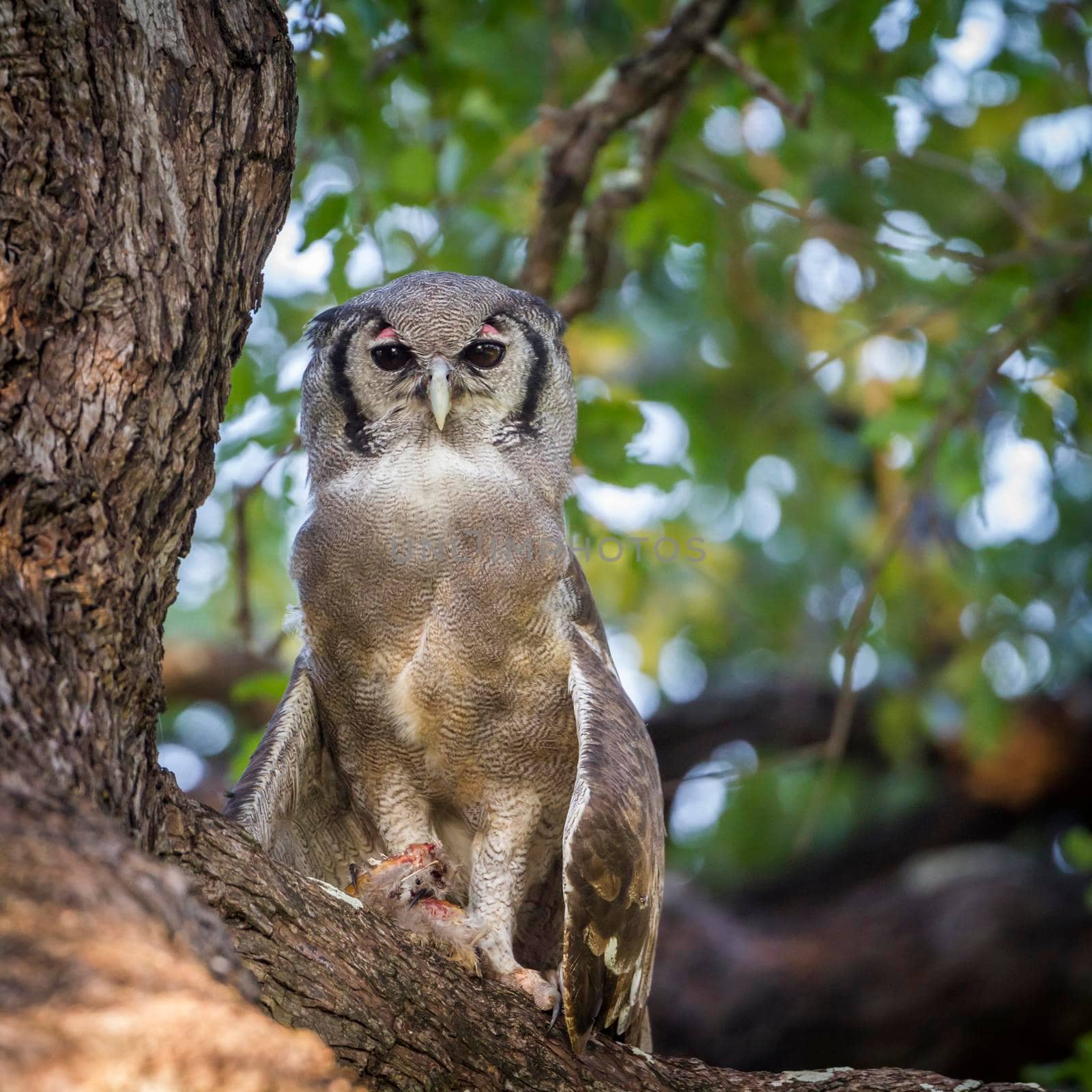 Verreaux's Eagle-Owl in Kruger National park, South Africa by PACOCOMO