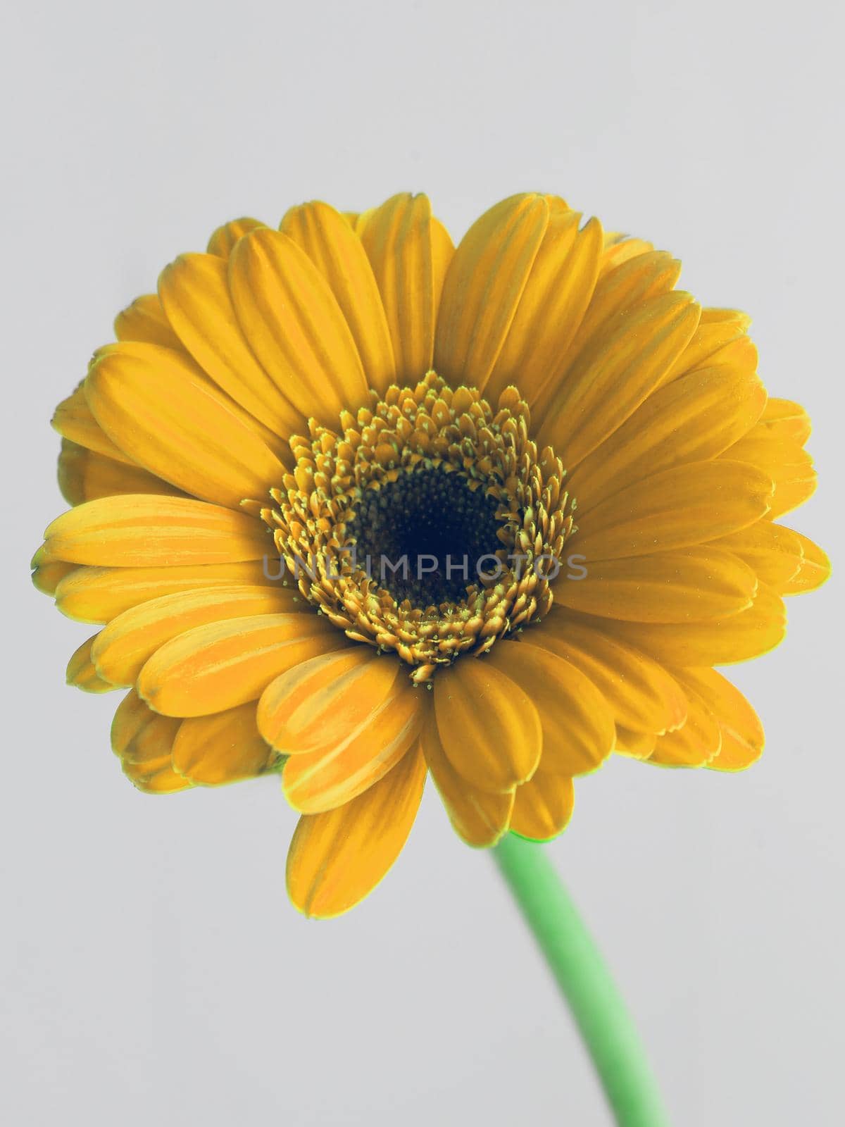 yellow daisy macro petals. beautiful gerbera flower on white background. spring concept