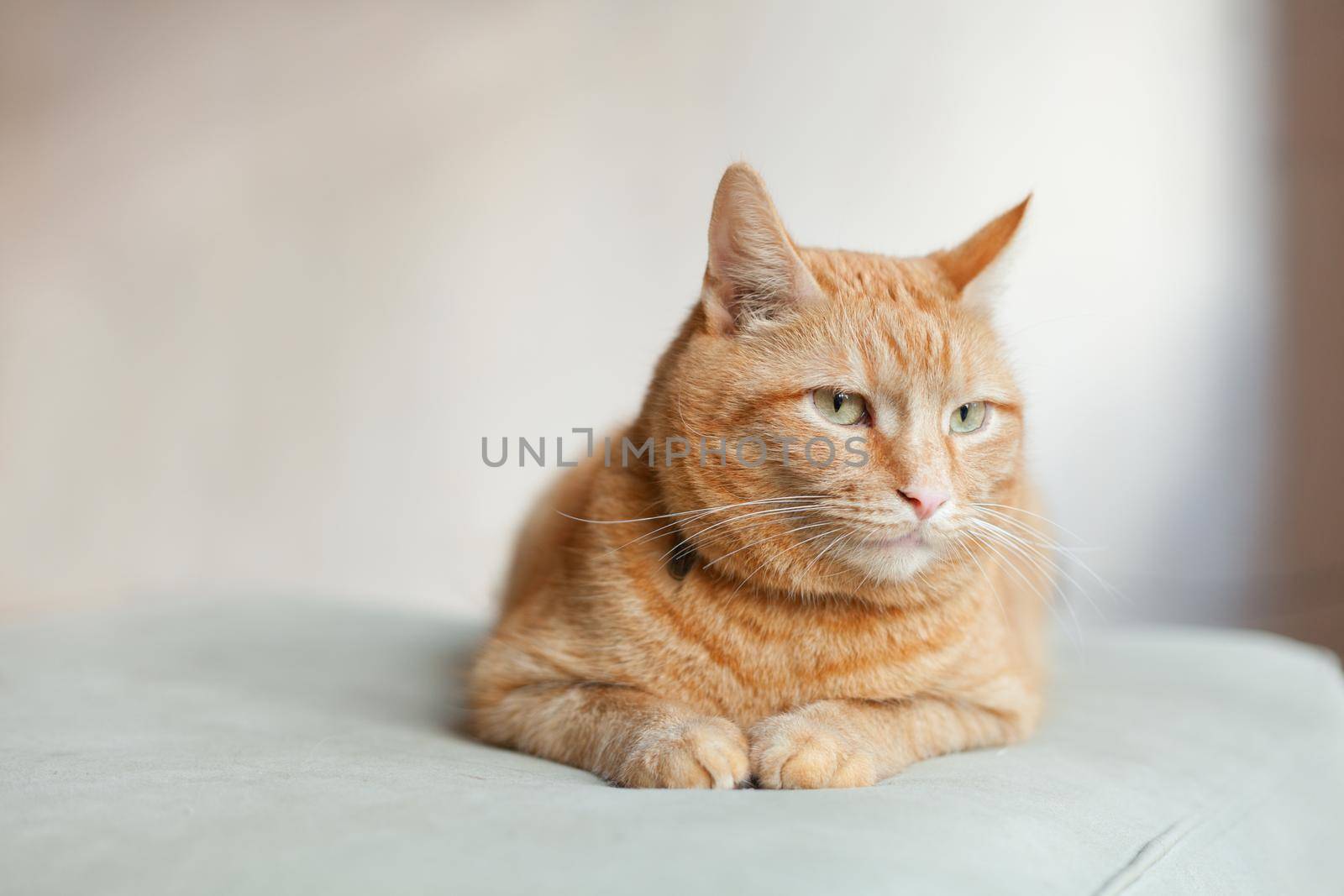 Lying tabby ginger cat. Looking ginger cat, sitting on the chair. Pleased orange ginger cat sitting on the chair and having a rest at home. copy space. Funny red cat in cozy home atmosphere.