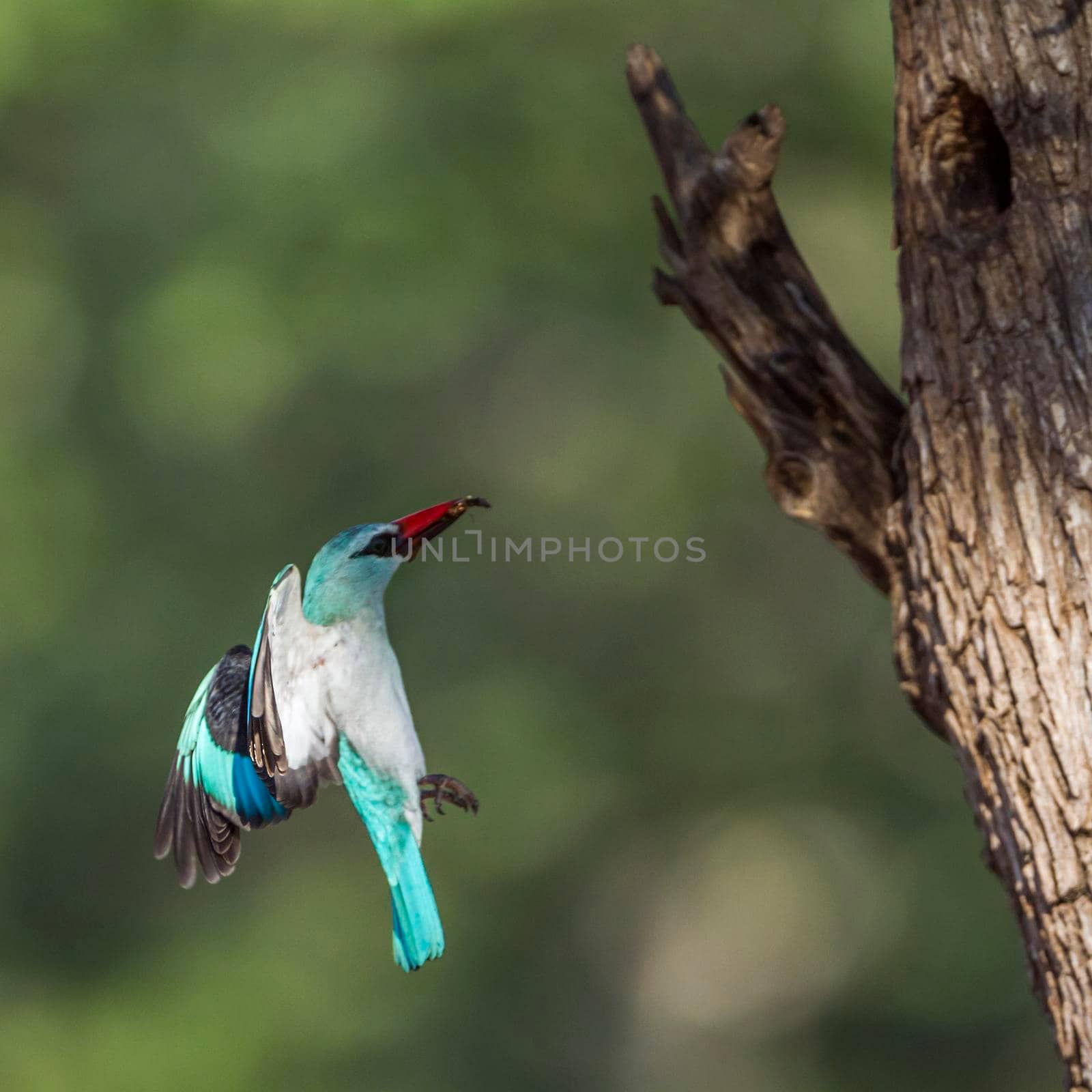 Woodland kingfisher in Kruger National park, South Africa by PACOCOMO