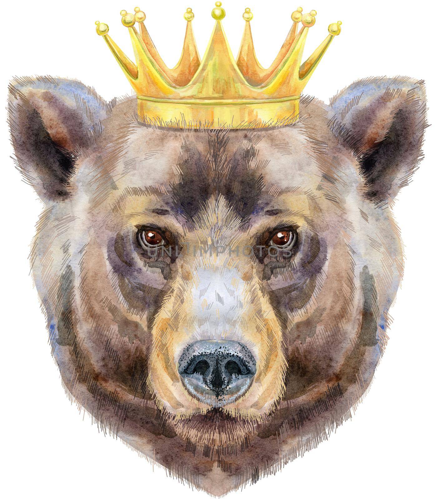 Bear head in gold crown. Watercolor bear painting illustration isolated on white background by NataOmsk