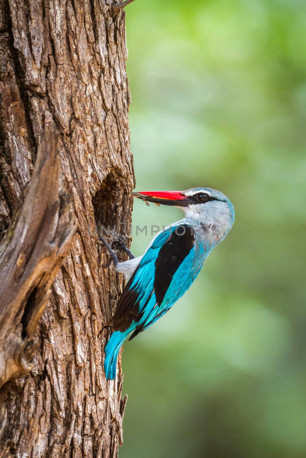 Specie Halcyon senegalensis family of Alcedinidae