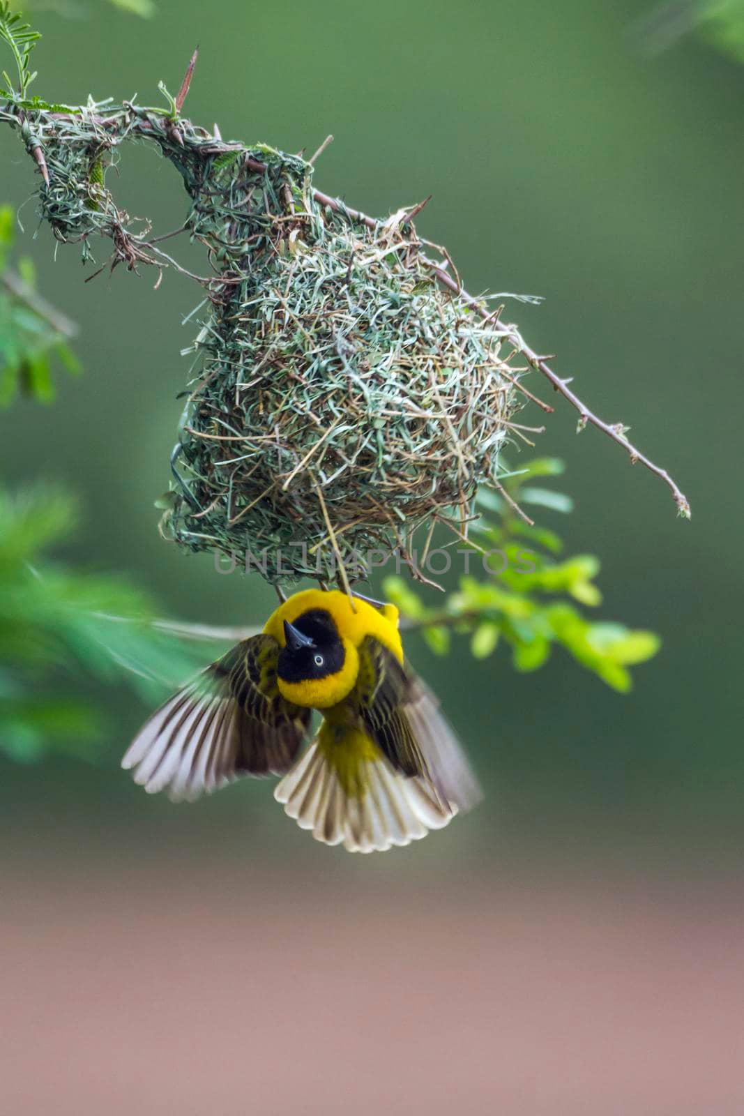 Lesser Masked Weaver in Kruger National park, South Africa by PACOCOMO