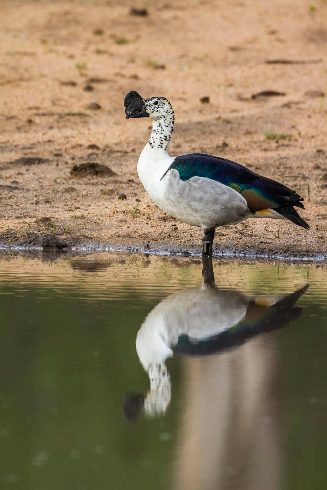 Knob billed duck in Kruger National park, South Africa by PACOCOMO