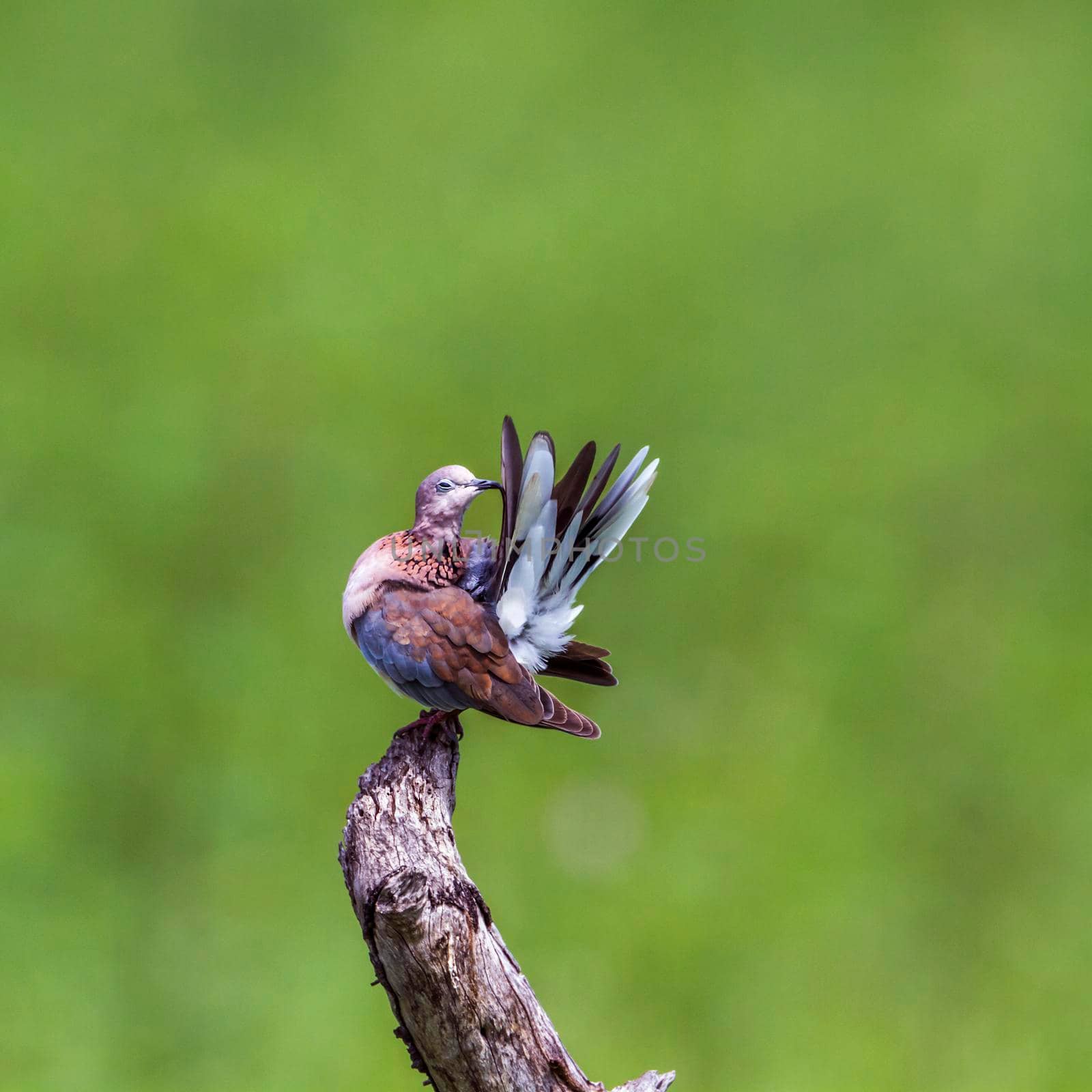 Laughing Dove in Kruger National park, South Africa by PACOCOMO