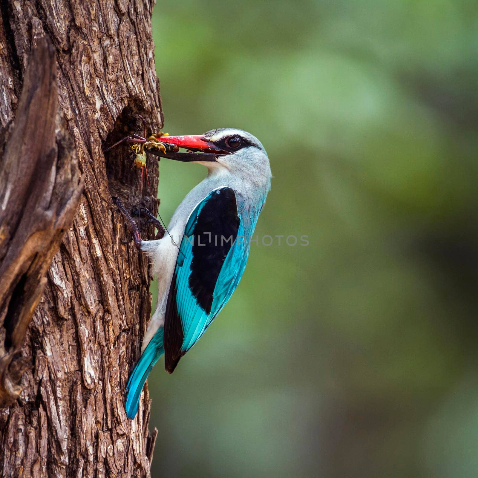 Specie Halcyon senegalensis family of Alcedinidae