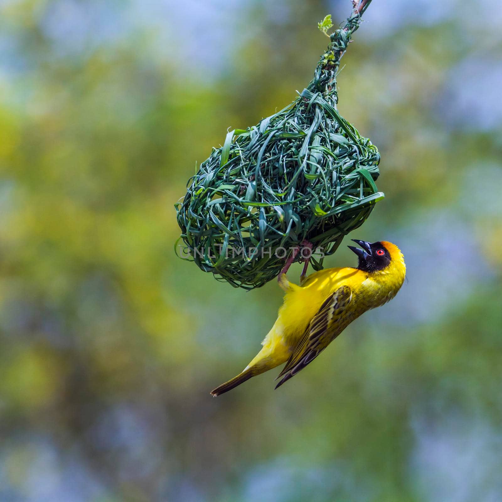 Southern Masked Weaver in Kruger National park, South Africa by PACOCOMO