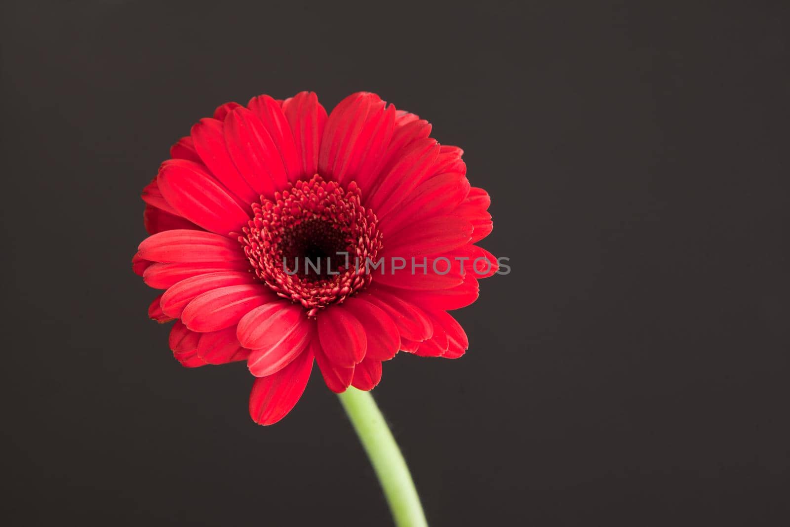 Red daisy macro petals. red gerbera flower on black background. spring floral concept