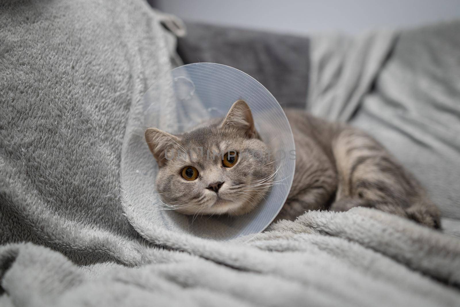 Tired cat gray Scottish Straight breed resting with veterinairy cone after surgery at home on the couch. Animal healthcare concept. After surgery cat's recovery in or E-Collar. Elizabethan Collar by Tomashevska