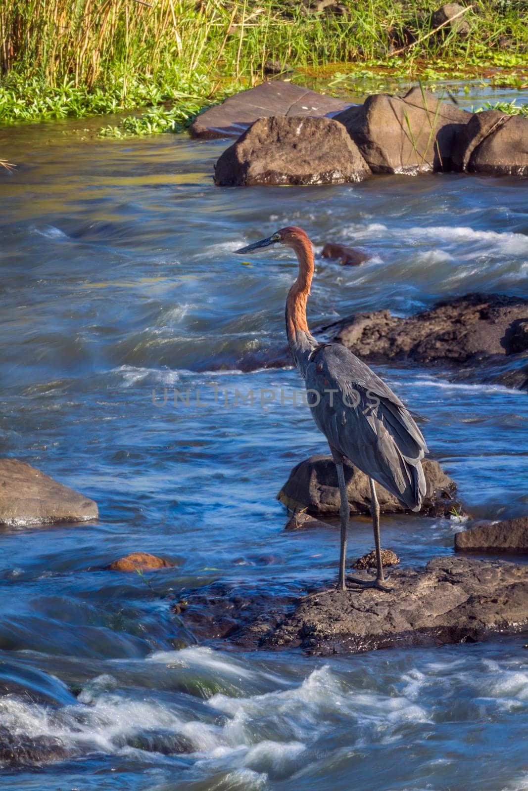 Specie Ardea goliath family of Ardeidae