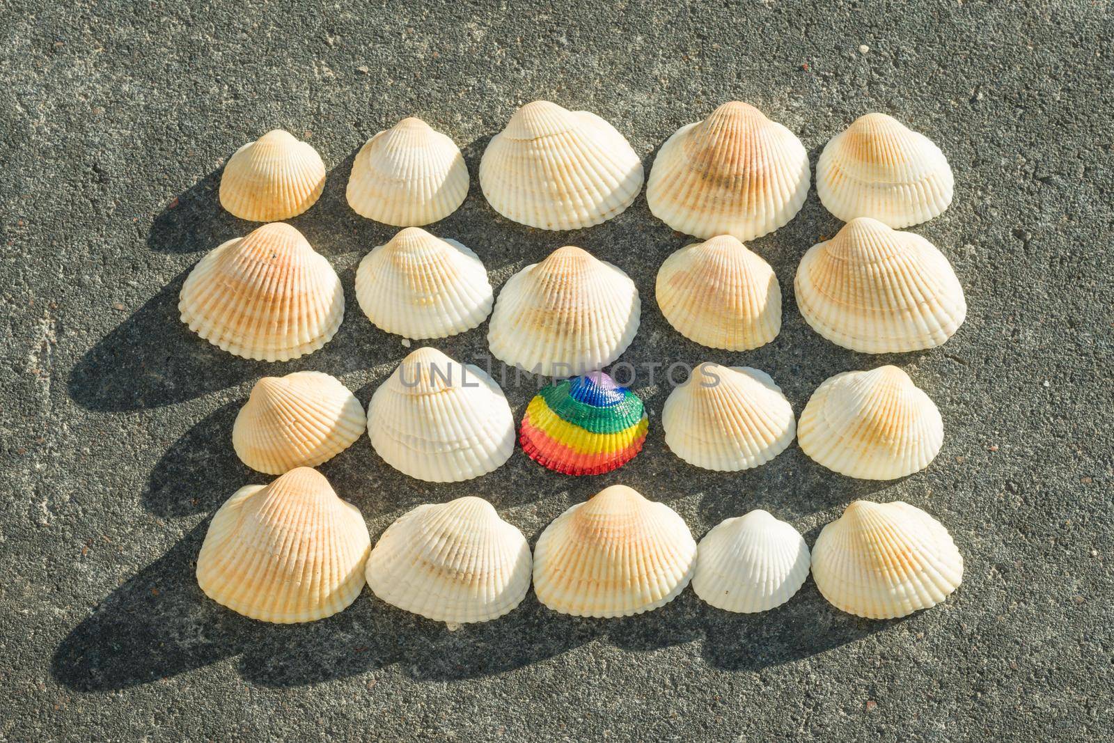 Rainbow shell on the background of white shells