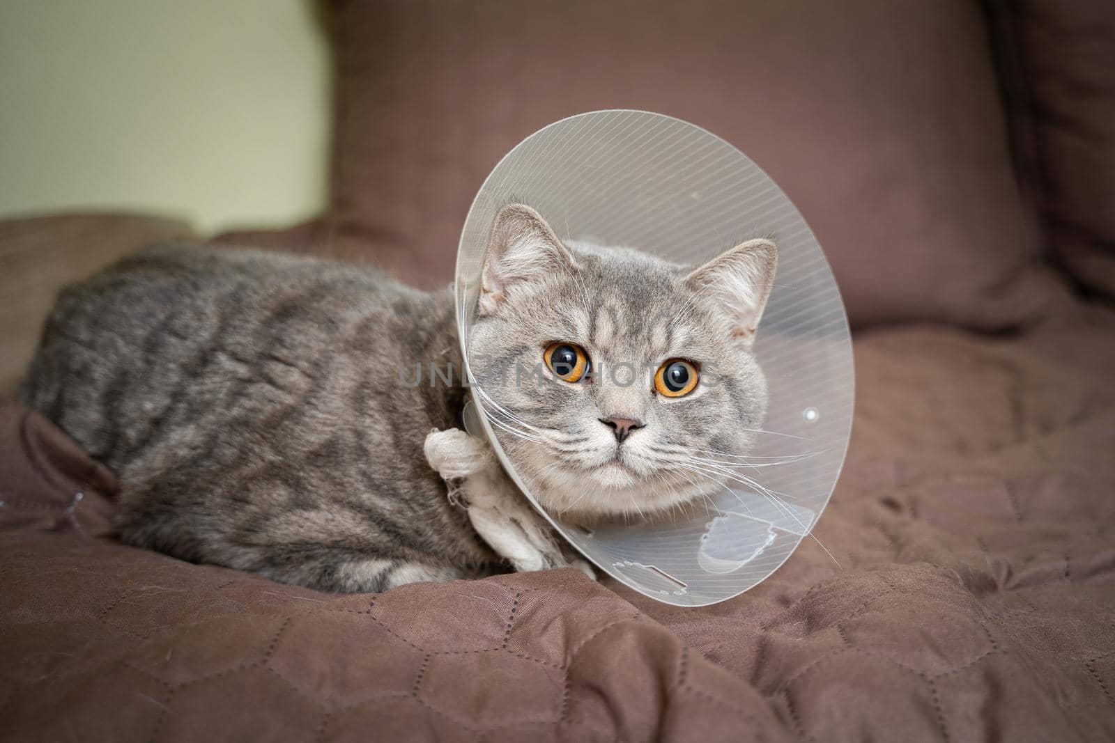 Tired cat gray Scottish Straight breed resting with veterinairy cone after surgery at home on the couch. Animal healthcare concept. After surgery cat's recovery in or E-Collar. Elizabethan Collar by Tomashevska