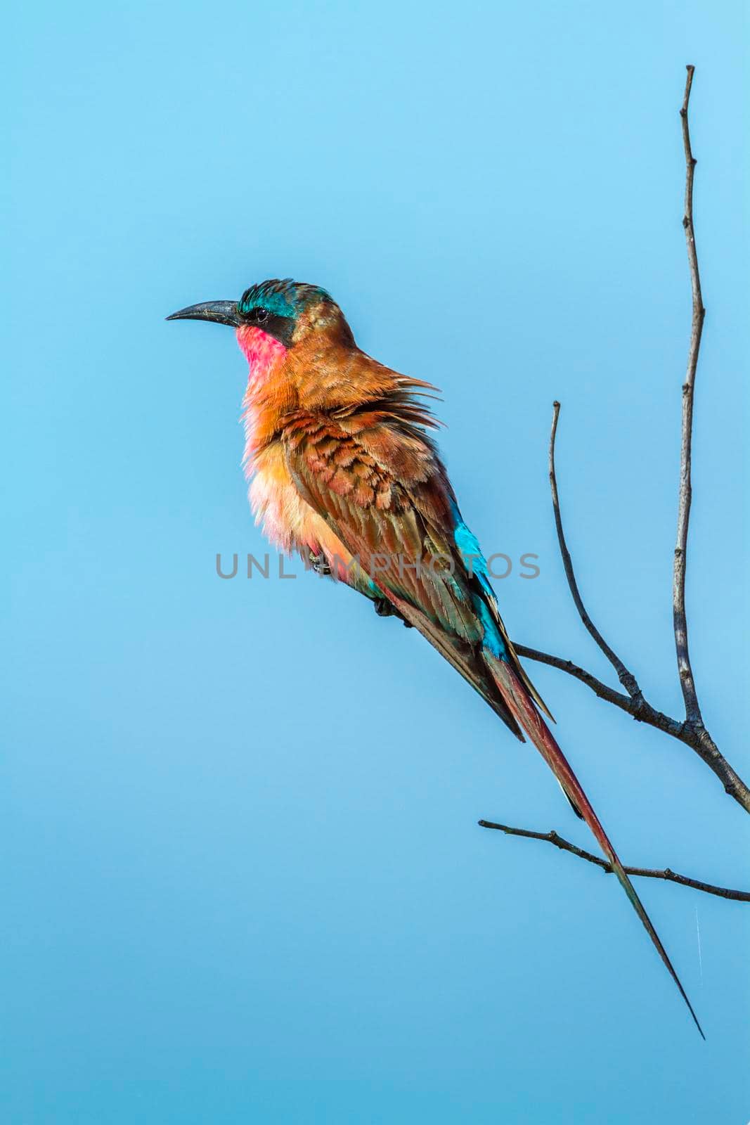 Southern Carmine Bee-eater in Kruger National park, South Africa by PACOCOMO