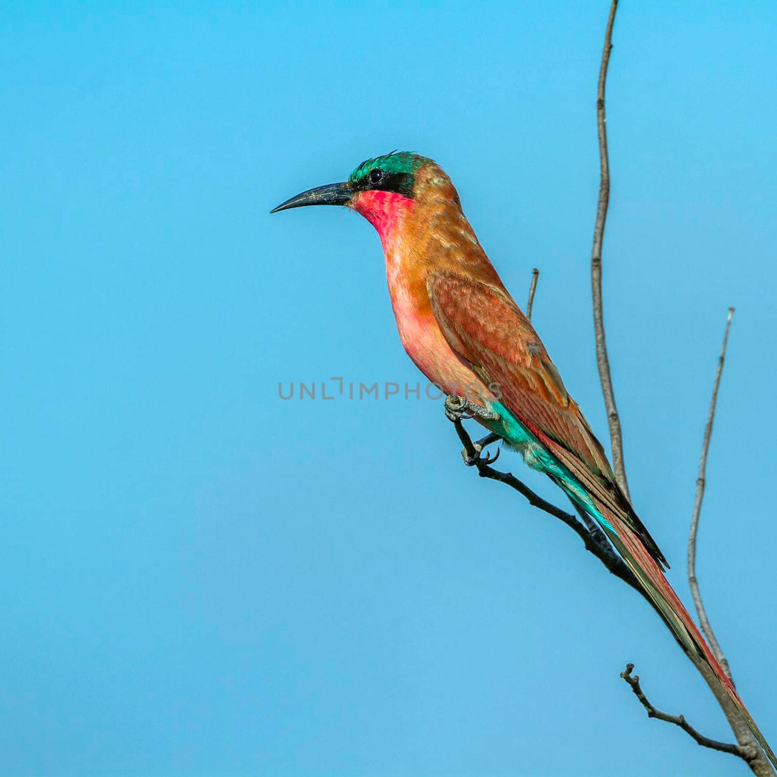 Southern Carmine Bee-eater in Kruger National park, South Africa by PACOCOMO