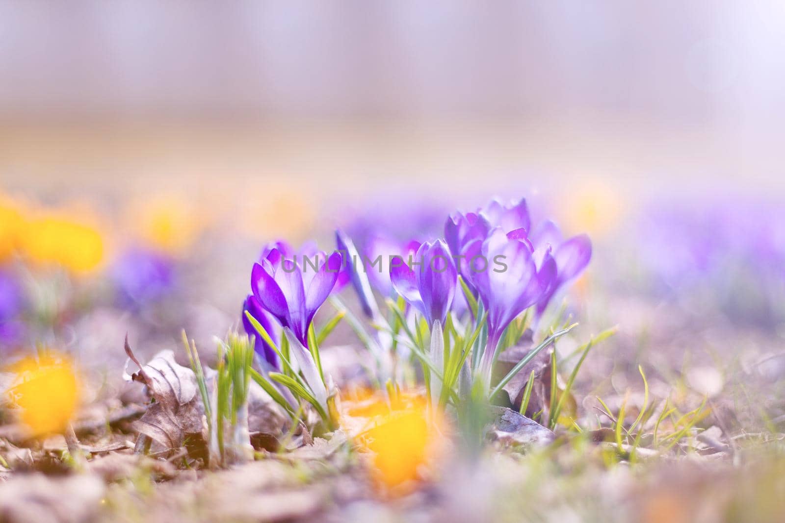 lot of blue and yellow crocus flowers in spring, beautiful crocus at the park. spring flowers and sun shining