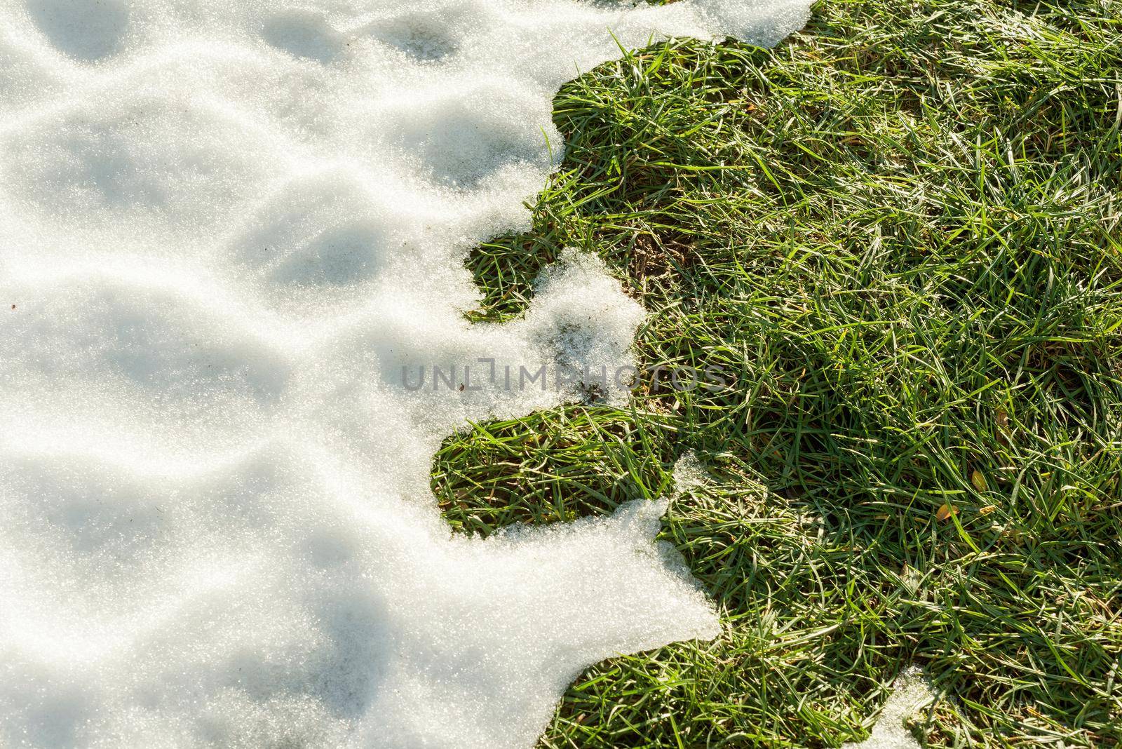 Hello spring, Melting snow on green grass close up - between winter and spring concept background.