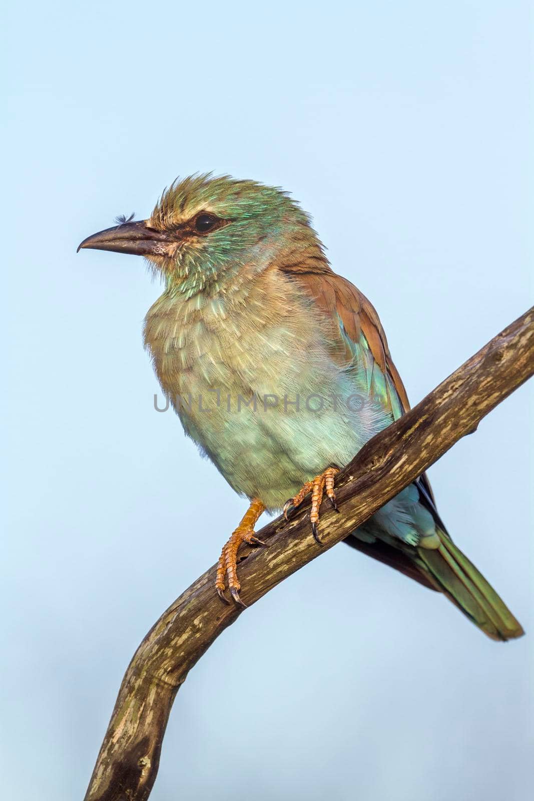 European Roller in Kruger National park, South Africa by PACOCOMO