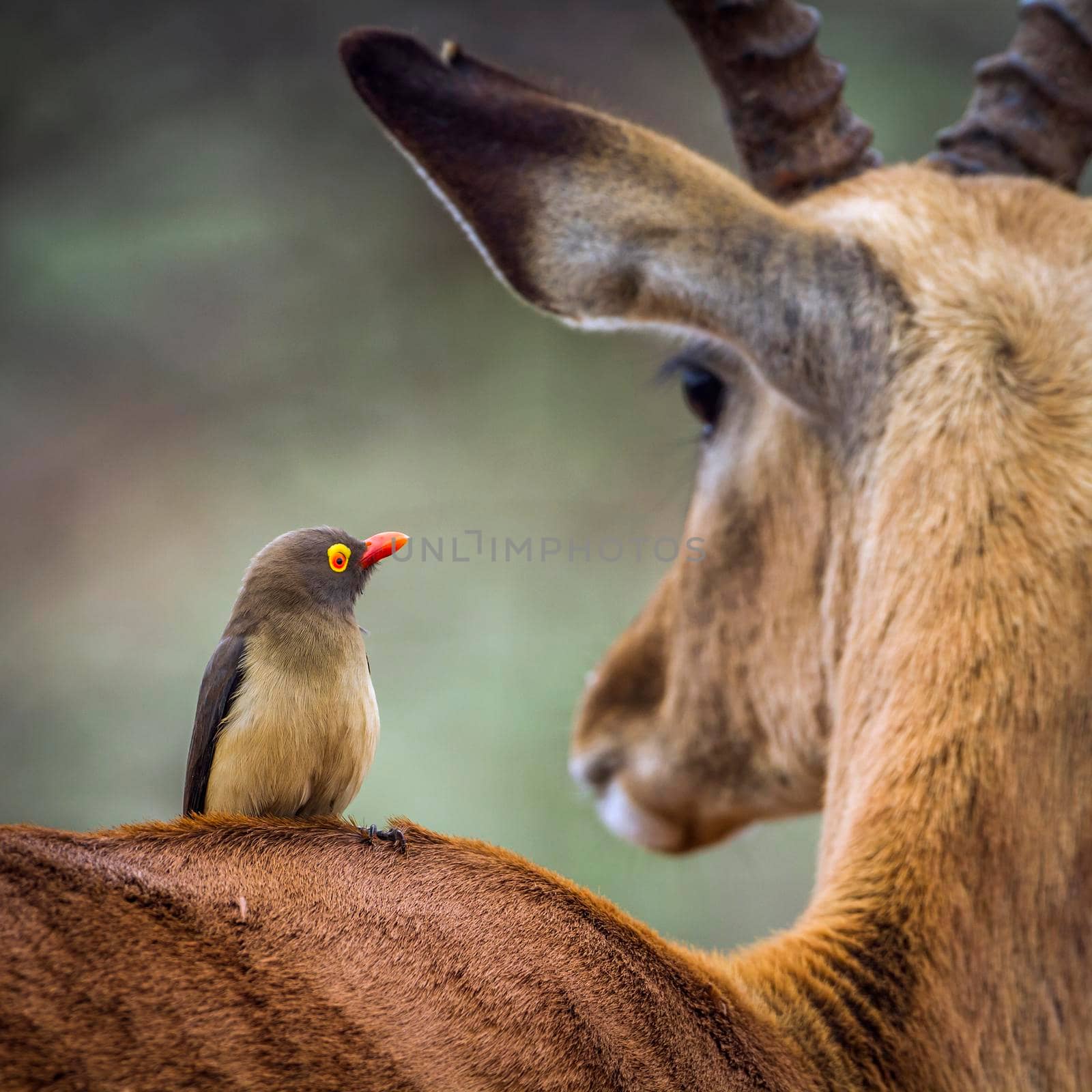 Red-billed Oxpecker in Kruger National park, South Africa by PACOCOMO