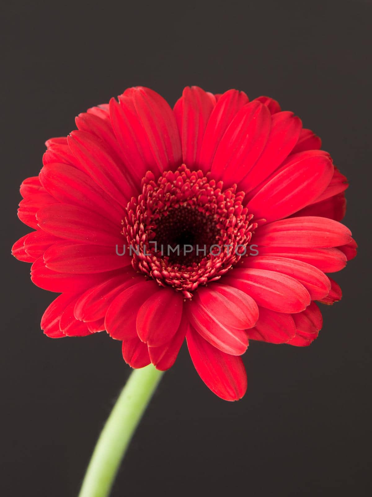 Red daisy macro petals. red gerbera flower on black background. spring floral concept