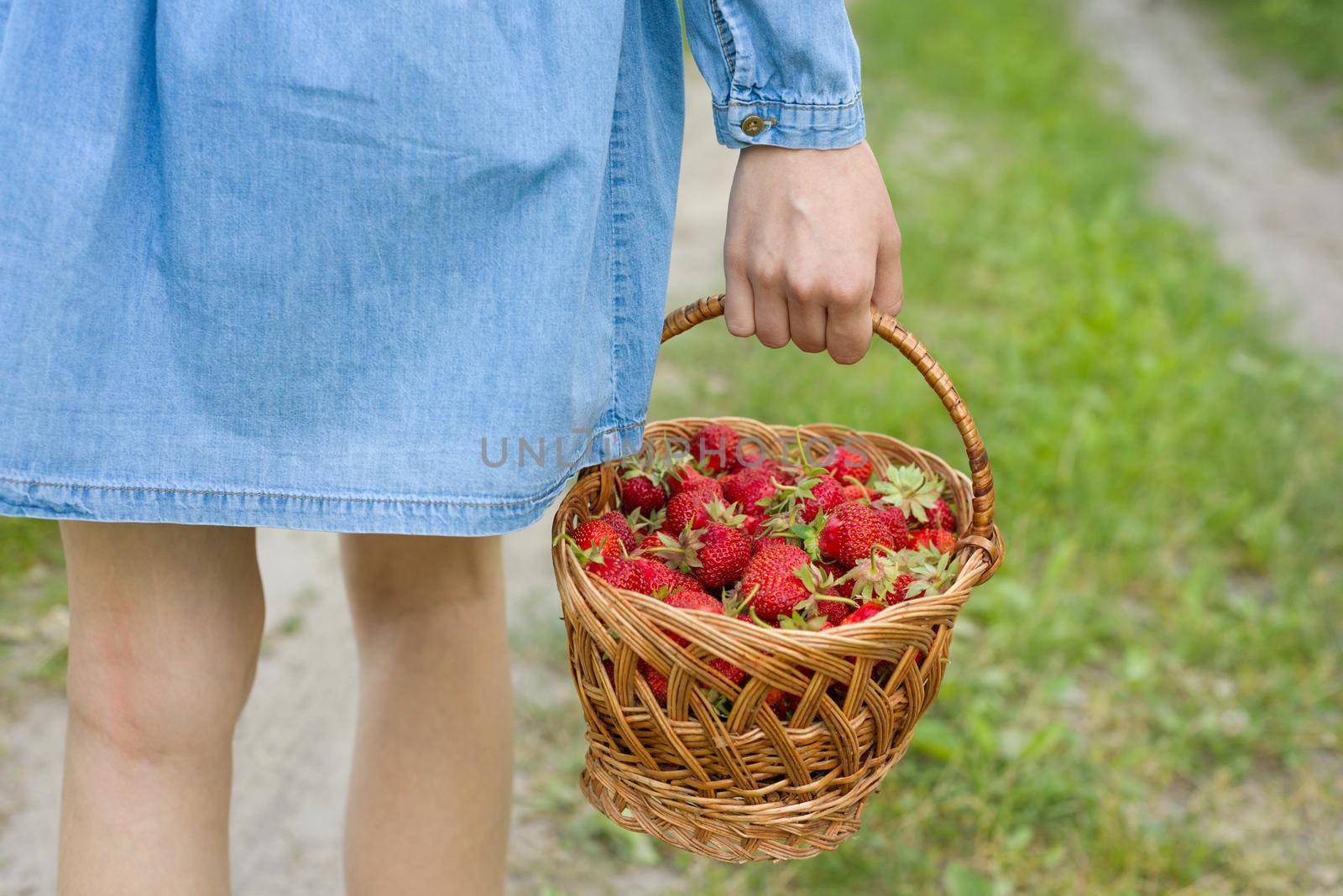 Basket with strawberries in a woman's hand. Background forest rural road.