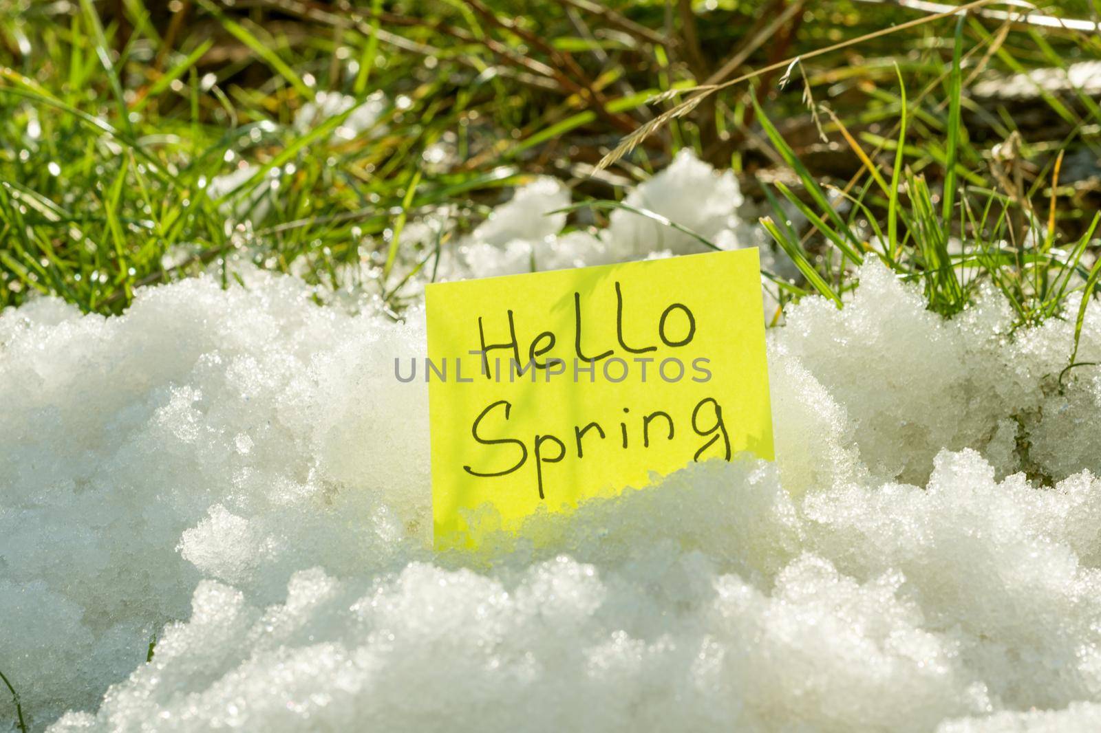 Hello spring. Melting snow on green grass close